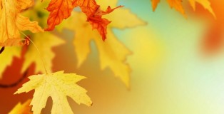 345-autumn-leaves-wallpaper-800x600